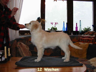 12 Wochen