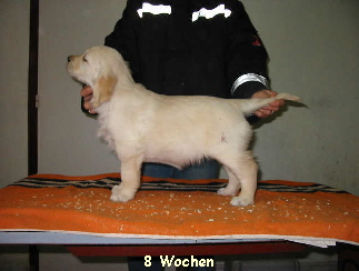 8 Wochen
