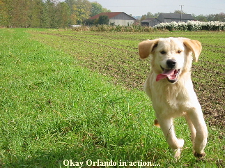 Okay Orlando in action....