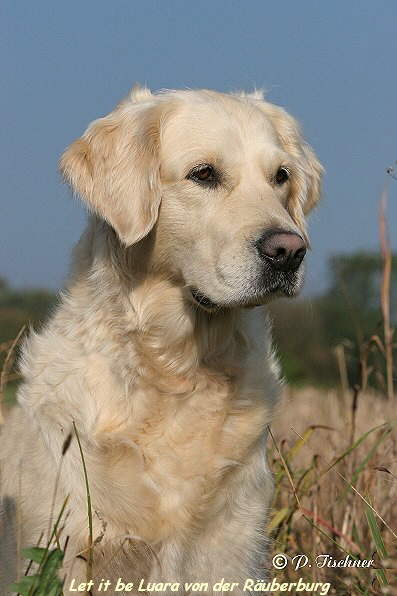 Let it be Luara von der Ruberburg