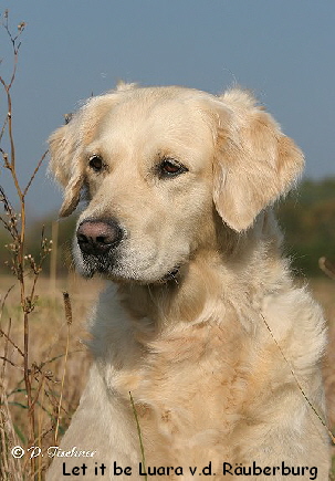 Let it be Luara v.d. Ruberburg